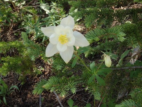 GDMBR: White Columbine.